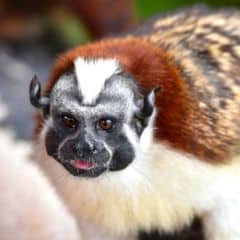 Geoffroy's Tamarin Geoffroy's Tamarin