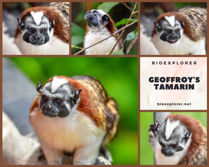 Geoffroy's Tamarin