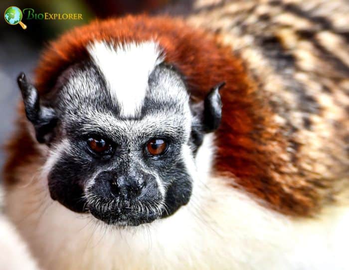 Geoffroy's Tamarin Geoffroy's Tamarin