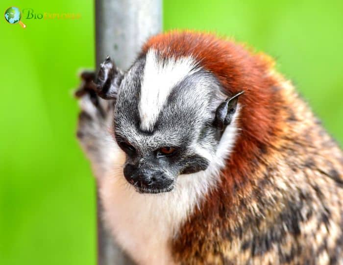 Geoffroy's Tamarin Geoffroy's Tamarin