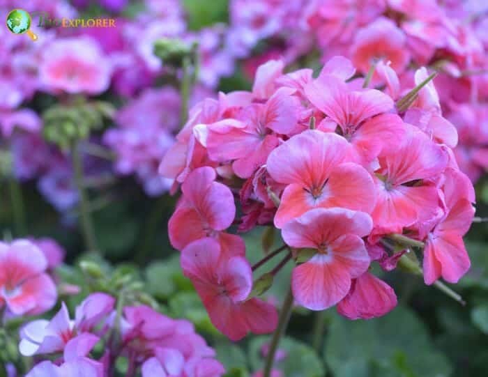 Geraniales Example Species Geraniales Example Species