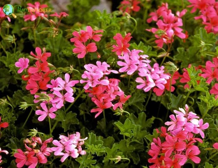 Geraniales Flowers and Reproduction Geraniales Flowers and Reproduction