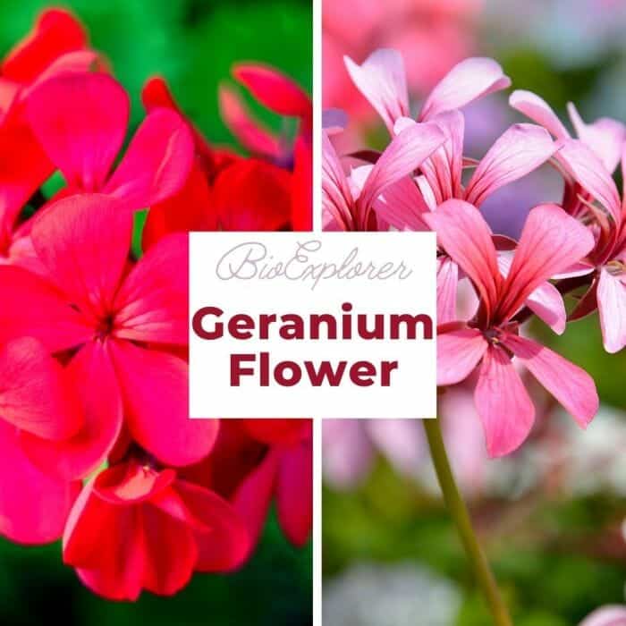 Geranium