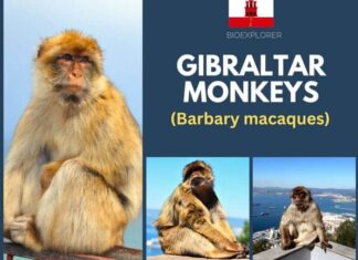 Gibraltar Monkeys