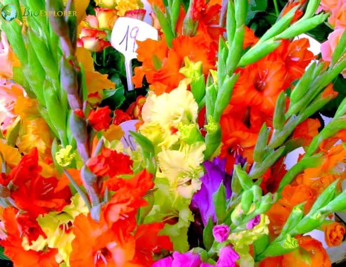 August Birth Flowers Gladiolus and Poppy Symbolism & Meaning