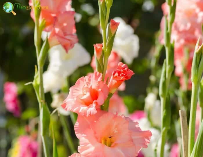 Gladiolus Flowers