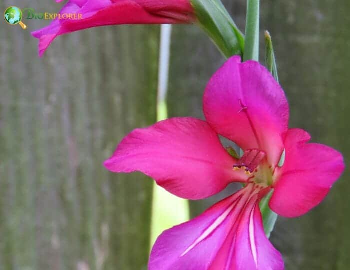 Gladiolus Nanus