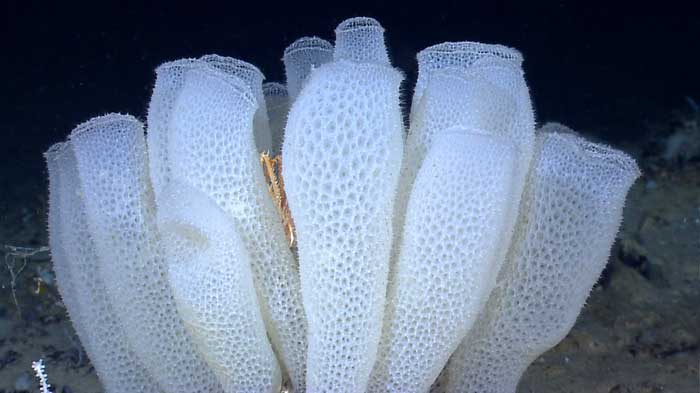 Glass Sponges Glass Sponges