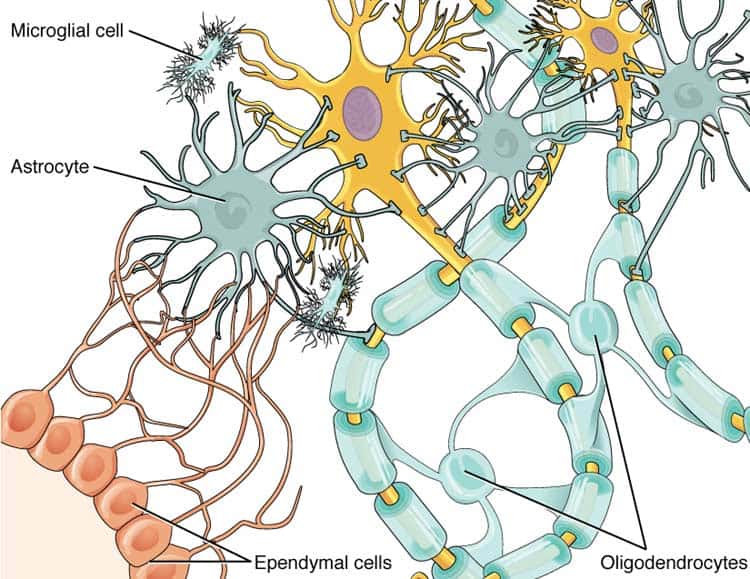 Glial Cells CNS Glial Cells CNS