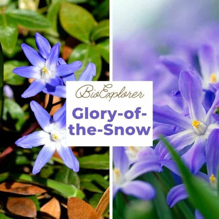 Glory Of The Snow