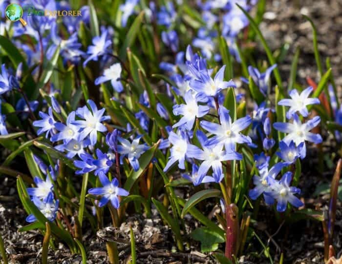 Glory Of The Snow flowering plants