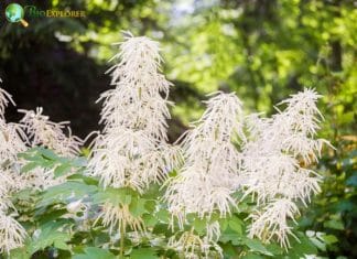 Flower Names Begin With G