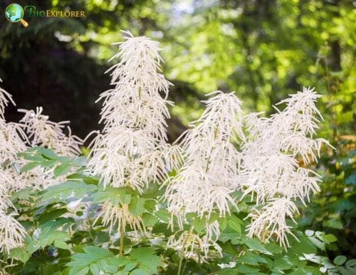 Goat's Beard Flowers