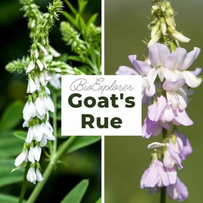 Goat's Rue