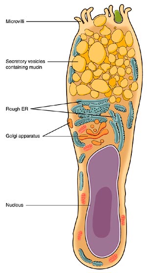 Goblet Cell Anatomy