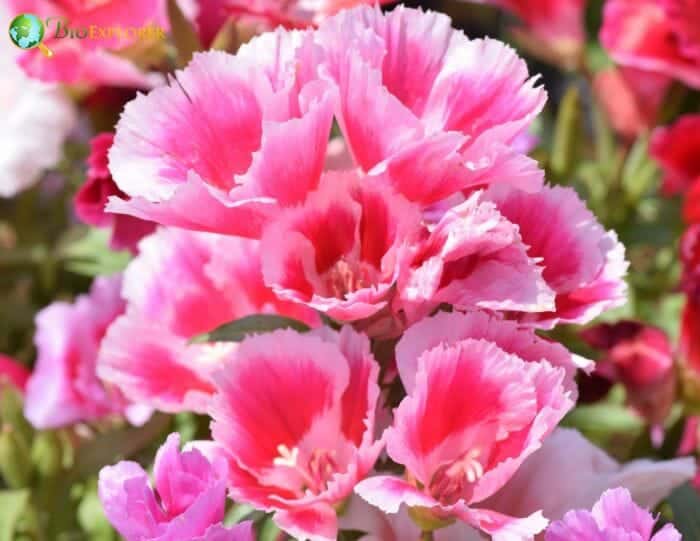 Godetia grandiflora Flowers, Satin Flower