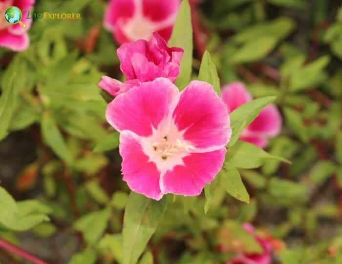 Godetia Grandiflora