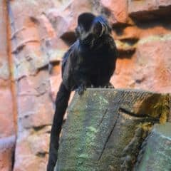Goeldi's Marmoset Goeldi's Marmoset