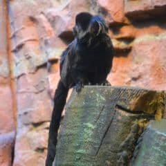 Goeldi's Marmoset