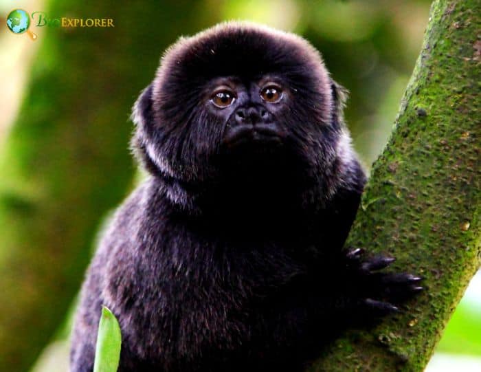 Goeldi's Monkey