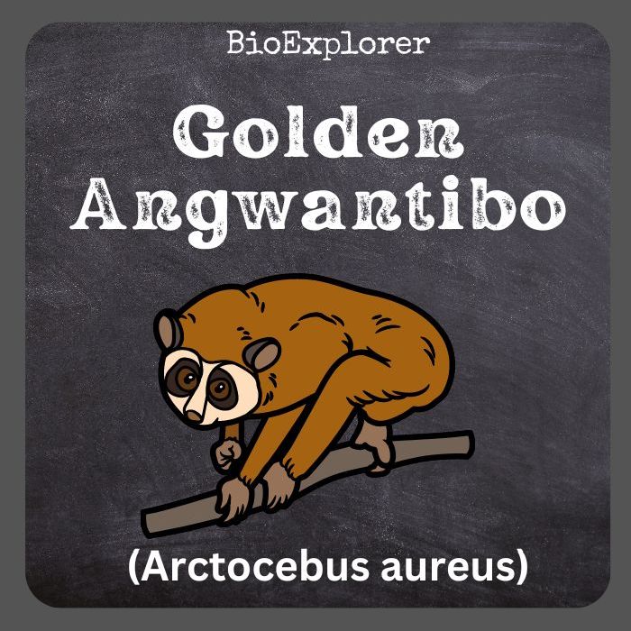 Golden Angwantibo