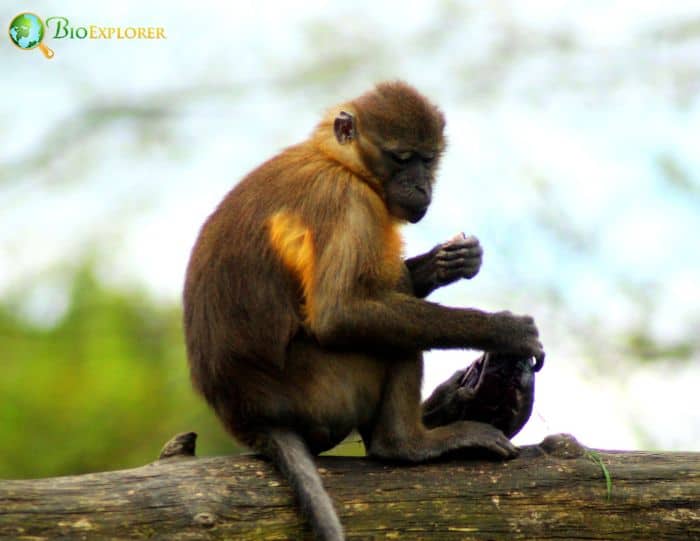 Golden Bellied Mangabey Golden Bellied Mangabey