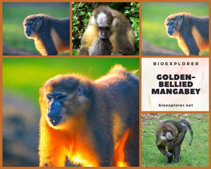 Golden Bellied Mangabey