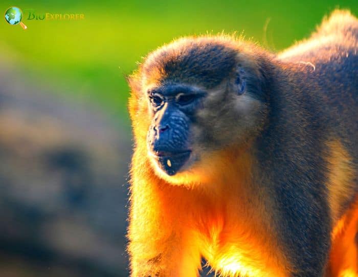 Golden Bellied Mangabey Golden Bellied Mangabey