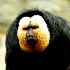 Golden-faced Saki Golden-faced Saki
