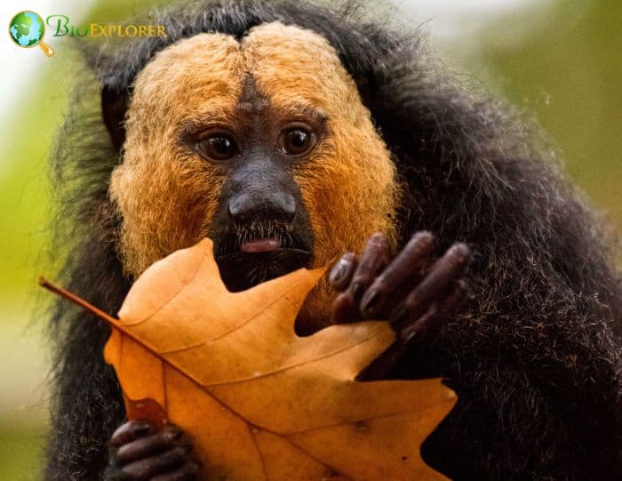 Golden Faced Saki Golden Faced Saki