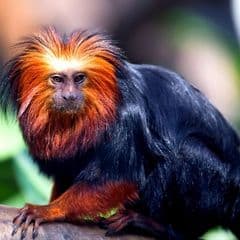 Golden-headed Lion Tamarin Golden-headed Lion Tamarin