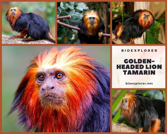 Golden lion tamarin, Endangered Primates