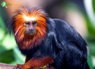 Golden-headed Lion Tamarin