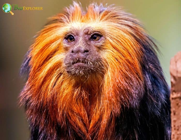 Golden Headed Tamarin 