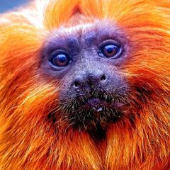 Golden Lion Tamarin Golden Lion Tamarin