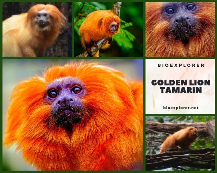 Golden Lion Tamarin