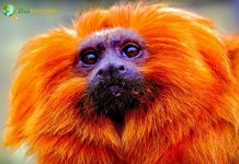 Orange Monkeys