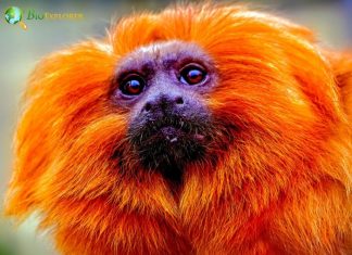 Orange Monkeys