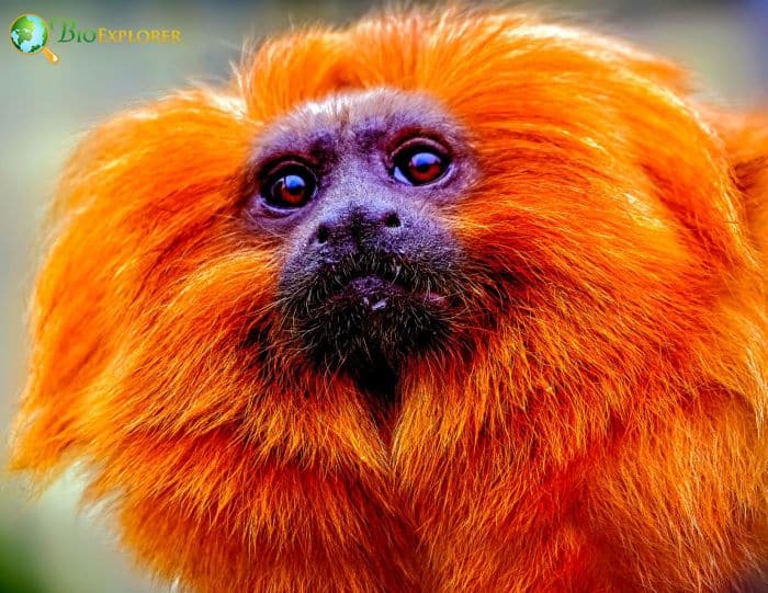 red and blue faced monkey