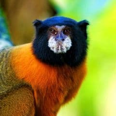 Golden-mantled Saddle-back Tamarin