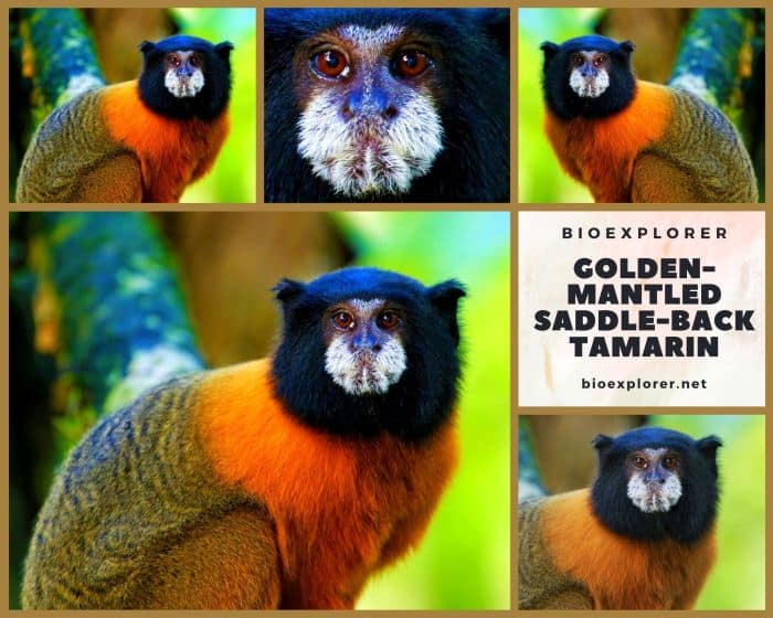 Golden-mantled Tamarin Saddleback Tamarin