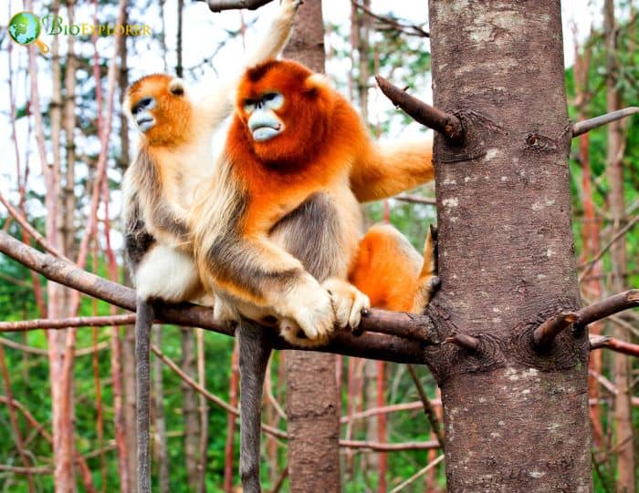 Golden Snub Nosed Monkey Characteristics Rhinopithecus Roxellana 