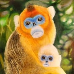 Golden Snub-nosed Monkey Golden Snub-nosed Monkey