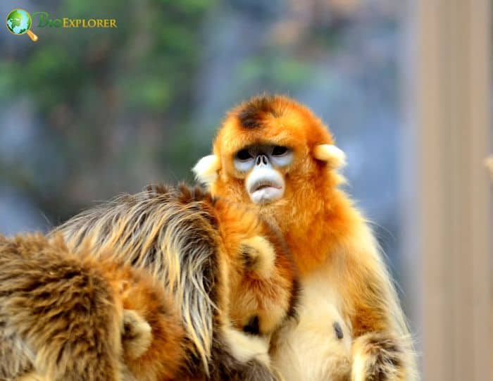 Golden Snub Nosed Monkeys