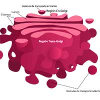 Golgi Bodies Golgi Bodies