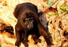 Gorontalo Macaques