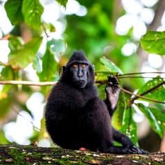 Gorontalo Macaque Gorontalo Macaque