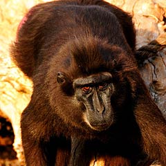 Gorontalo Macaque