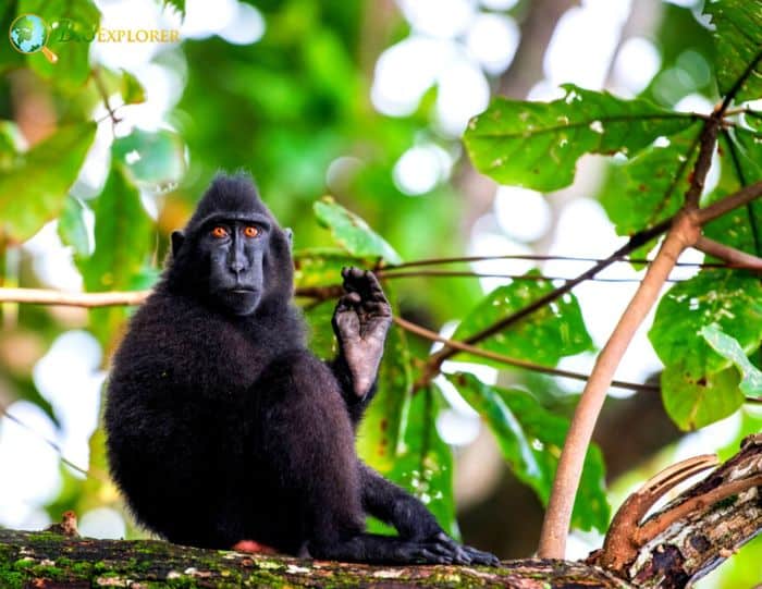 Gorontalo Macaque Gorontalo Macaque