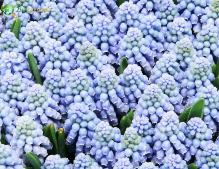 Grapes Flowers Grapes Flowers